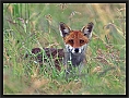 vos in gras